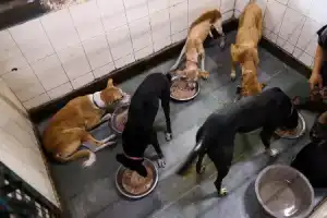 Stray dogs in Delhi to be returned to their respective areas
