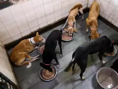 Stray dogs in Delhi to be returned to their respective areas