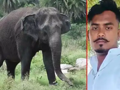 Zoo Staff in Hyderabad Dies at Hospital After Being Trampled by Elephant