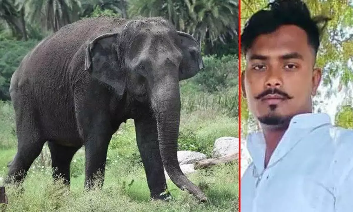 Zoo Staff in Hyderabad Dies at Hospital After Being Trampled by Elephant