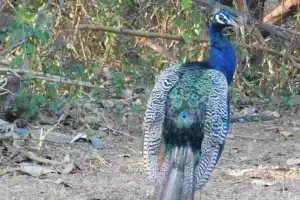KBR Park in Hyderabad Records a Count of 565 Peacocks
