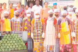 Tribals and women in State find lucrative income in Hyderabad’s custard apple cultivation