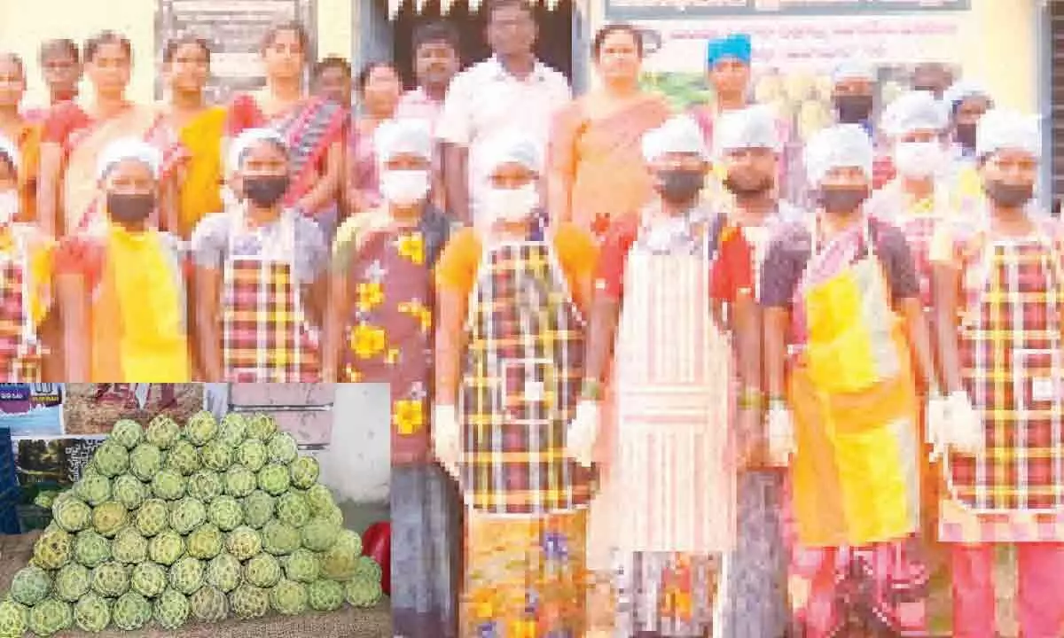 Tribals and women in State find lucrative income in Hyderabad’s custard apple cultivation