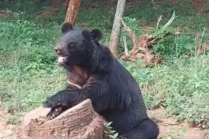 Visakhapatnam bear attack claims zookeeper’s life, Rs 10 lakh compensation declared