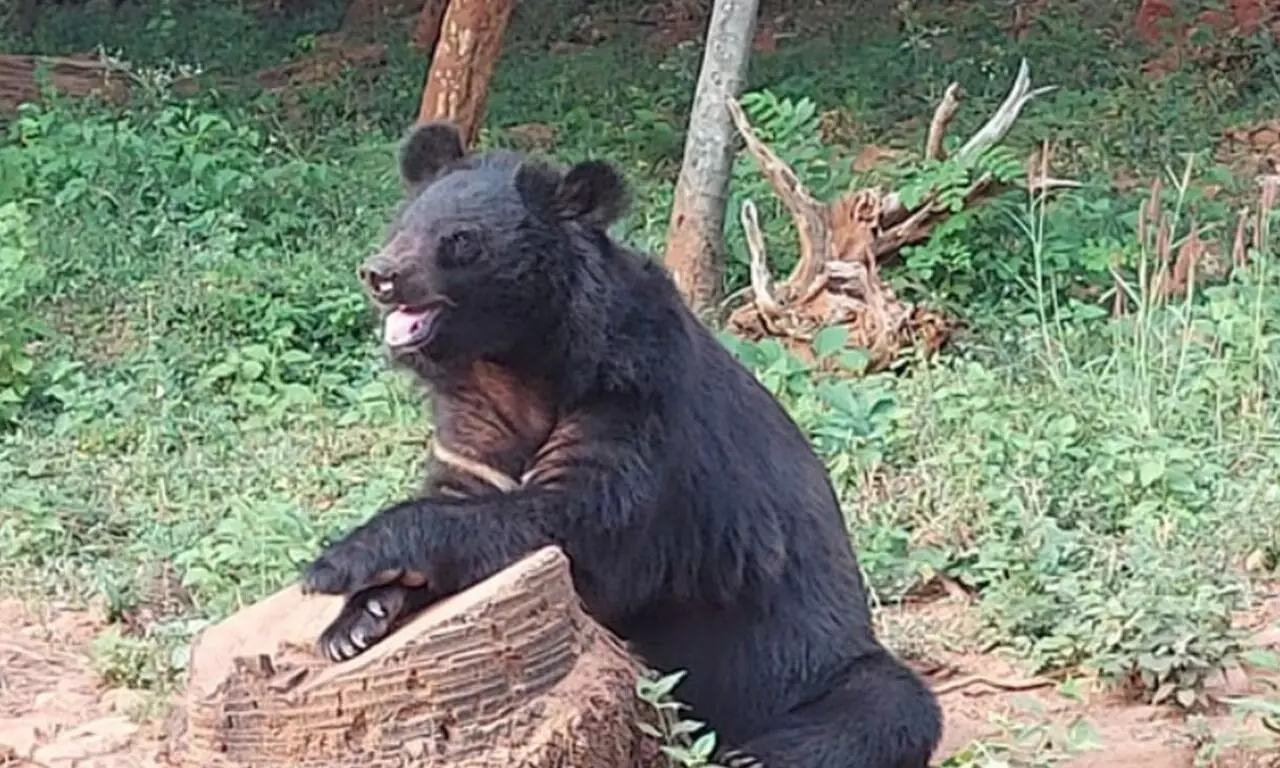 Visakhapatnam bear attack claims zookeeper’s life, Rs 10 lakh compensation declared