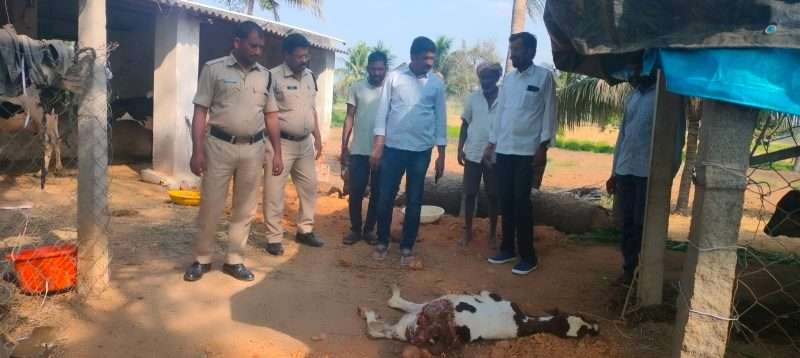 Wildlife Alert: Shadnagar Police Investigate Hyena Encounter Near Dooskal Outskirts