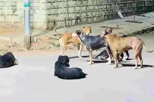 Boy in Dilsukhnagar attacked by stray dog