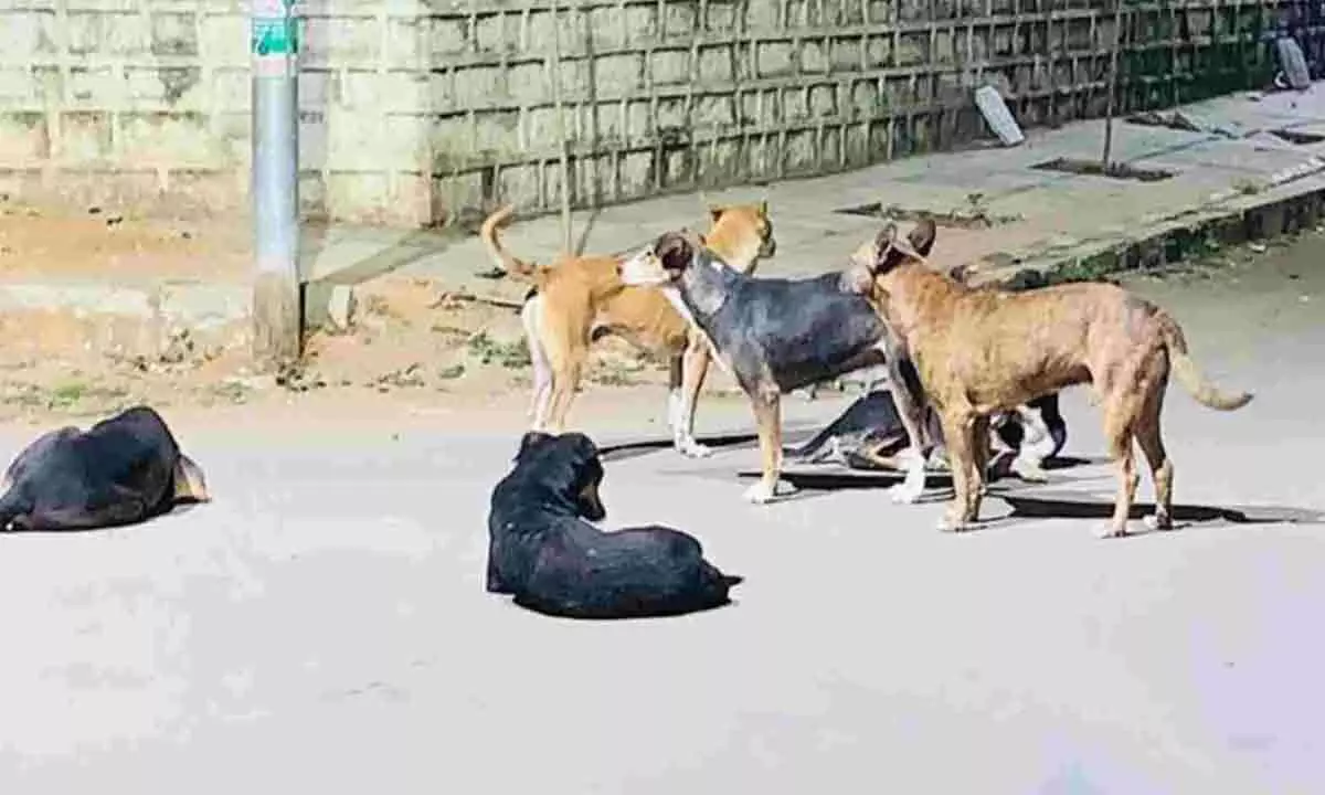 Boy in Dilsukhnagar attacked by stray dog