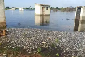 Chengicherla lake struggling for survival