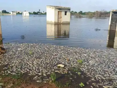 Chengicherla lake struggling for survival