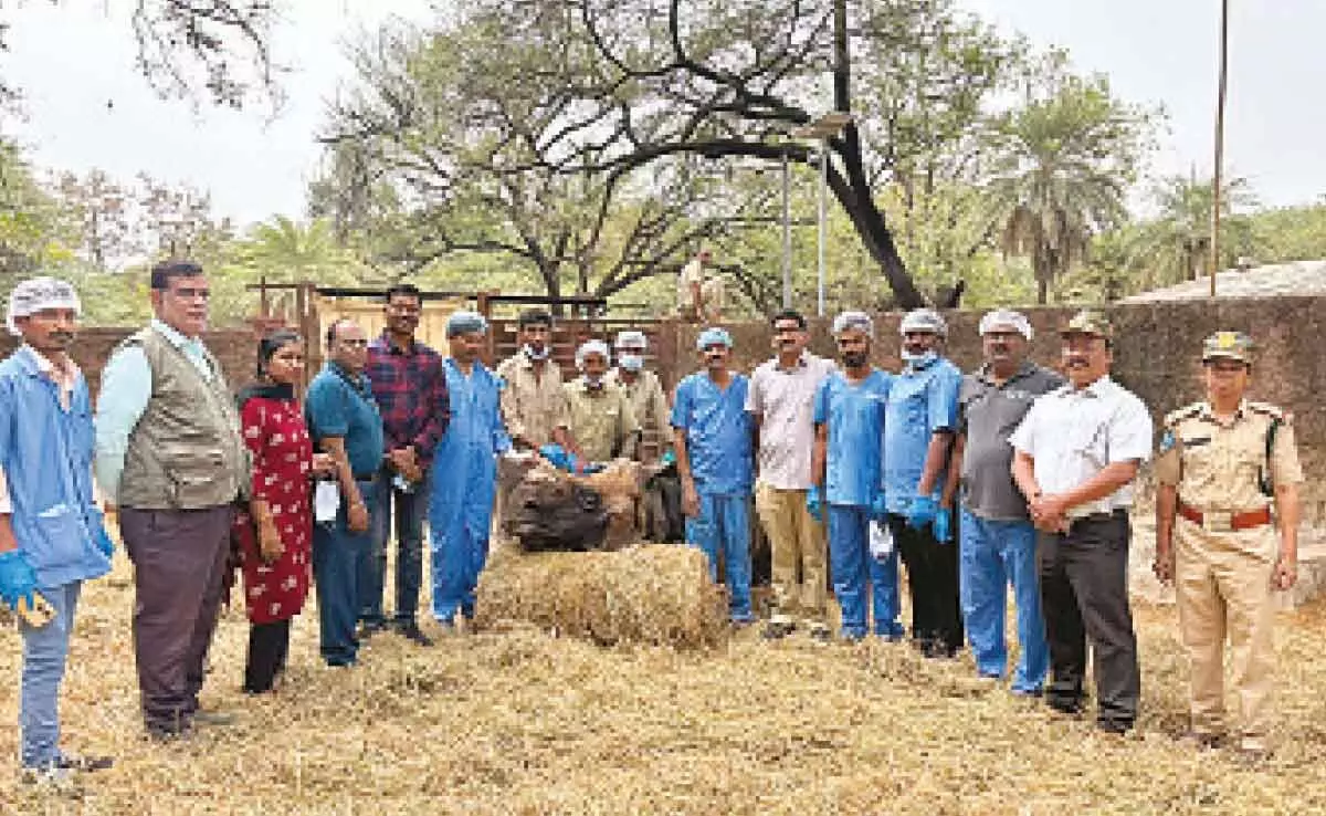 Eye surgery performed on horned rhino at Nehru Zoo in Hyderabad