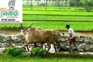 Government releases Rythu Bandhu scheme