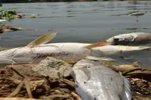 Hundreds of fish deaths in Durgam Cheruvu prompt HC to take suo motu action