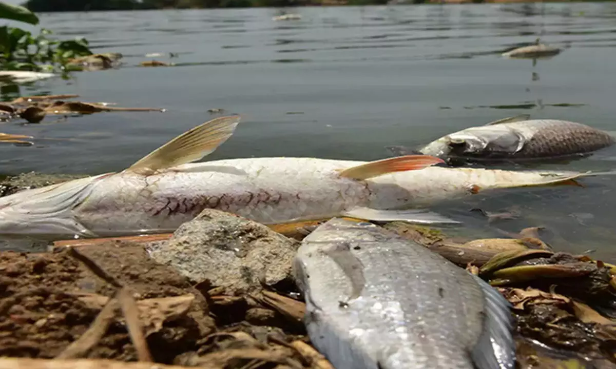 Hundreds of fish deaths in Durgam Cheruvu prompt HC to take suo motu action