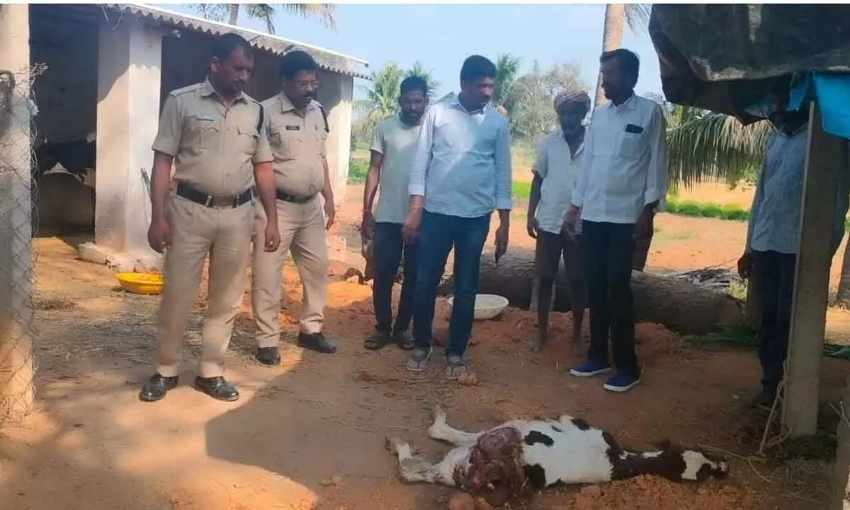 Hyena Assault Occurs on Outskirts of Dooskal