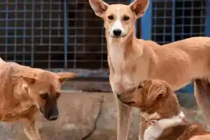 Infant tragically dies in city dog attack at just 5 months old