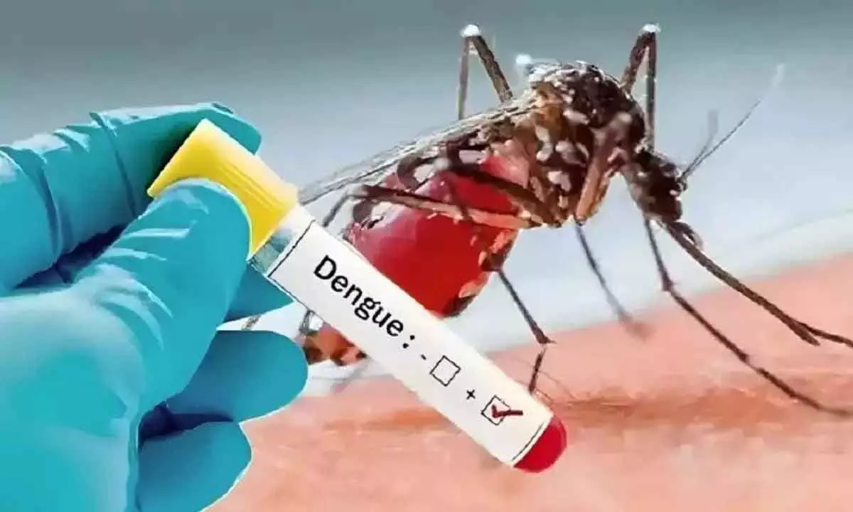 Khammam experiences a surge in dengue cases