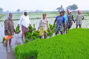MLA Tungaturthi Samuel Joins Paddy Sowing in Yadadri