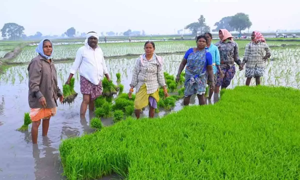 MLA Tungaturthi Samuel Joins Paddy Sowing in Yadadri