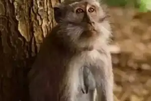 Nirmal witnesses the tragic death, cooking, and consumption of four monkeys