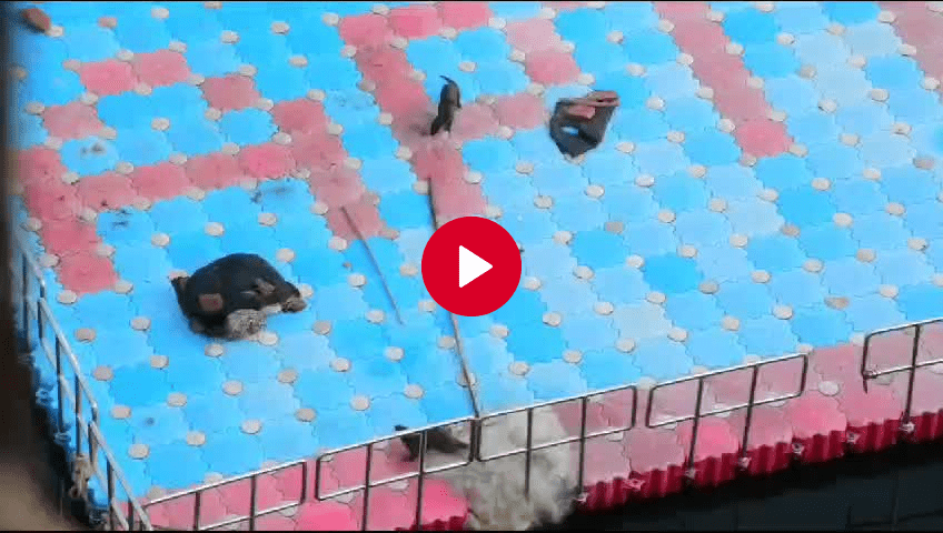 Smooth-Coated Otters Find Sanctuary in Srisailam’s Pathala Ganga