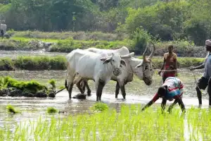 TS commences agricultural activity for Rabi season