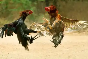 Cockfights in Godavari districts adorn the festivities of Sankranti