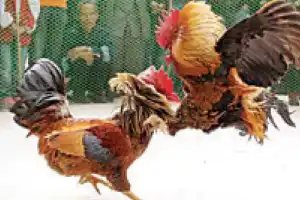 HSI encourages citizens to report cockfighting events before Sankranti festivities