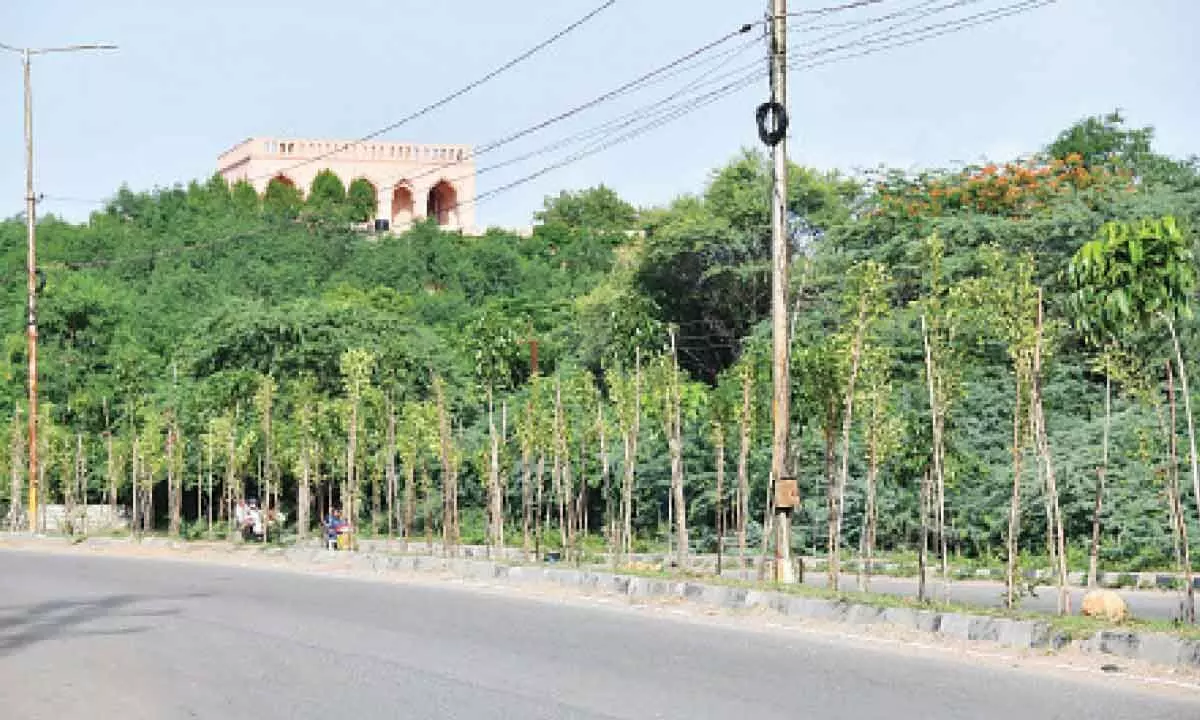 Hyderabad Launches Tree Census and Conservation Drive to Preserve Greenery in the City