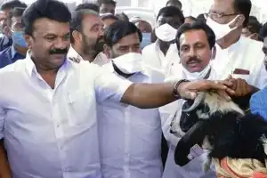 Sheep scheme to be investigated by ACB