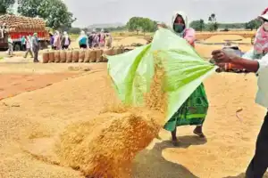 Telangana government plans to seek international bids for the sale of accumulated paddy reserves