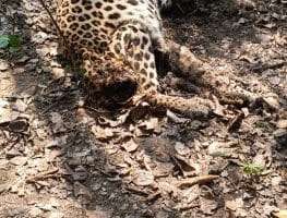 The mysterious death of a cheetah raises concerns in Pedda Elkicherla Forest