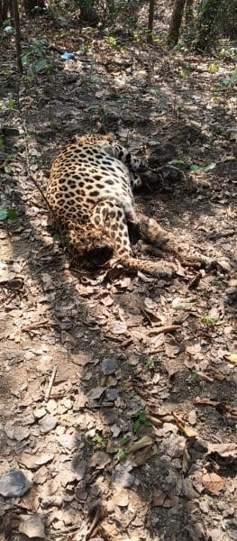 The mysterious death of a cheetah raises concerns in Pedda Elkicherla Forest