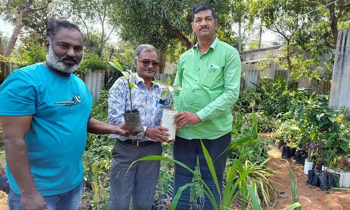Employee of SCCL gives away saplings at no cost
