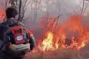 Nallamalla Forest Ravaged by Wildfire