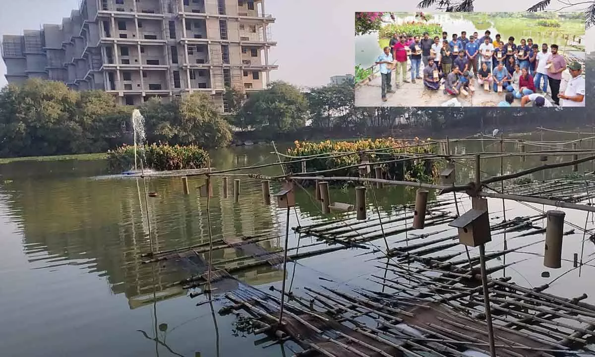 Various species of birds gather at avian island in Neknampur Lake