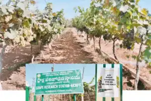 Visitors at grape fair sourly affected by soaring prices