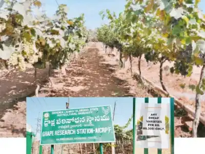 Visitors at grape fair sourly affected by soaring prices