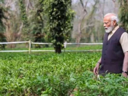 During his visit to Kaziranga, PM Modi celebrates the worldwide success of Assam tea.