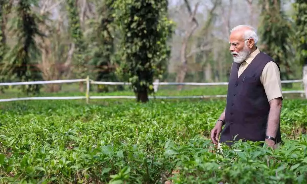 During his visit to Kaziranga, PM Modi celebrates the worldwide success of Assam tea.