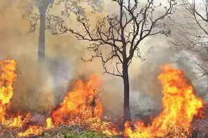 Forest Minister Urges Officials to Stay Alert Against Wildfires