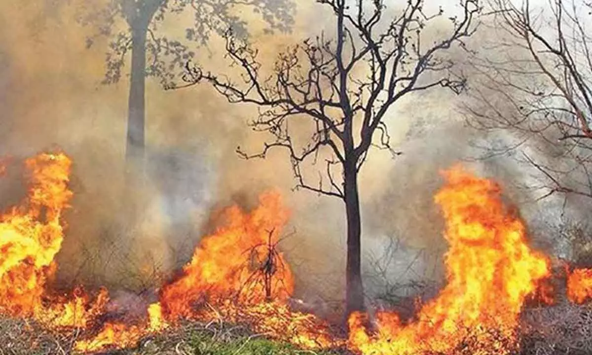 Forest Minister Urges Officials to Stay Alert Against Wildfires