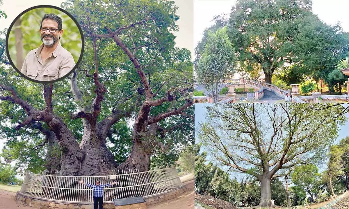 Founder of City Green Body in Hyderabad sets out on a mission to document ancient trees.