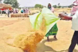 Government earns a significant profit of Rs 1.1 billion from paddy auction revenue.