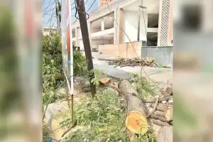 Greens prepare to launch campaign for tree maintenance throughout the city
