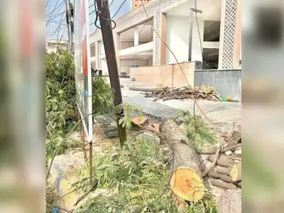 Greens prepare to launch campaign for tree maintenance throughout the city