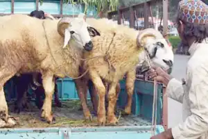 Officials under investigation for cheating with sheep