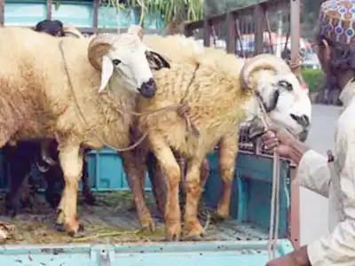 Officials under investigation for cheating with sheep