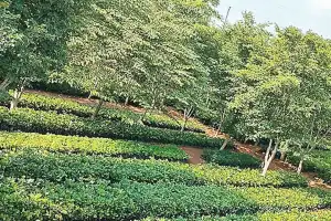 Plantation drive by GHMC faces obstacles in Rajendranagar