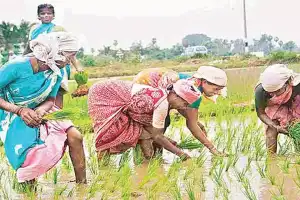 Rythu Bandhu benefit received by 92.68% of farmers
